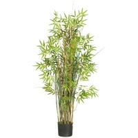 Bamboo Green